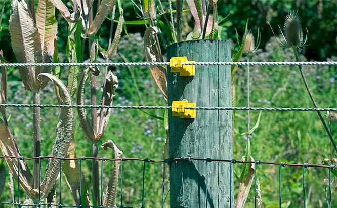 Why Weeds Hurt Electric Fencing