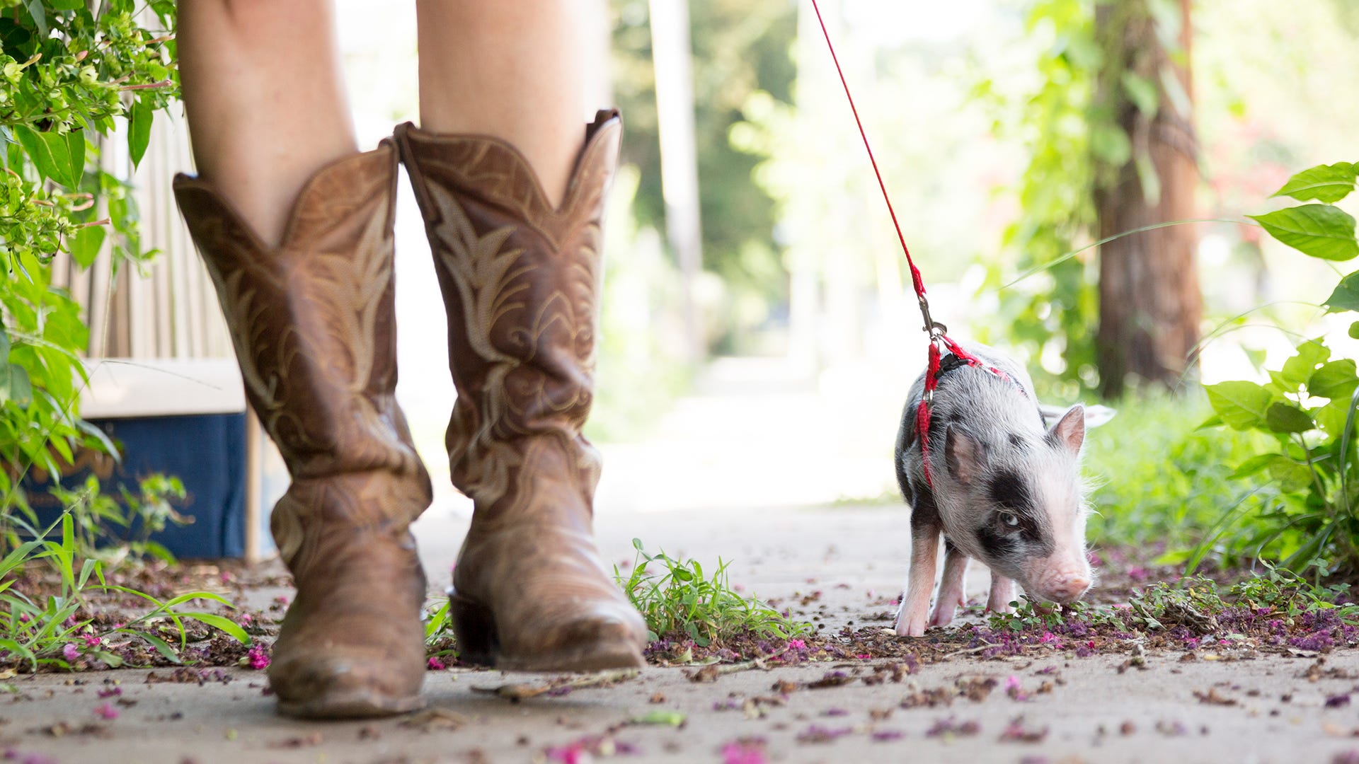 pig on leash