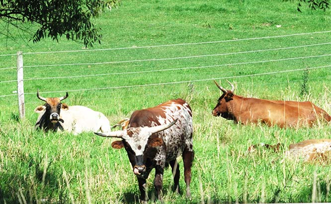 Best Fence Chargers for Weeds