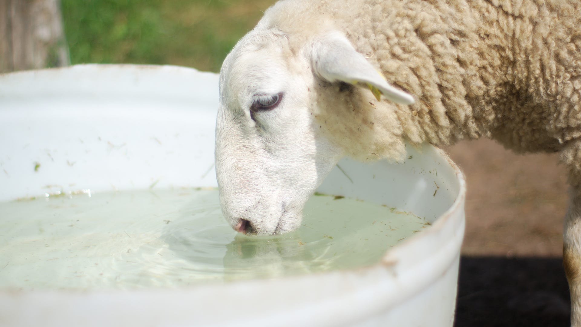 sheep drinking water