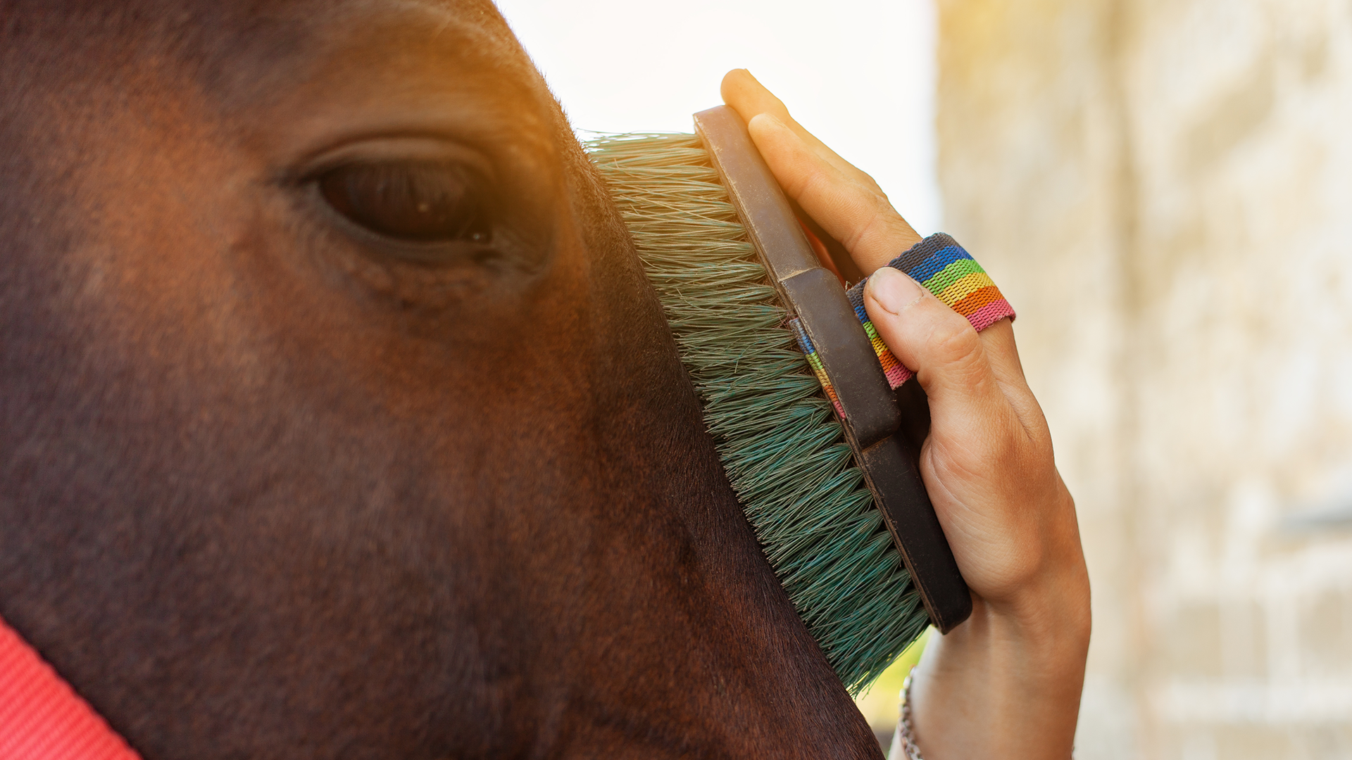 brushing horse