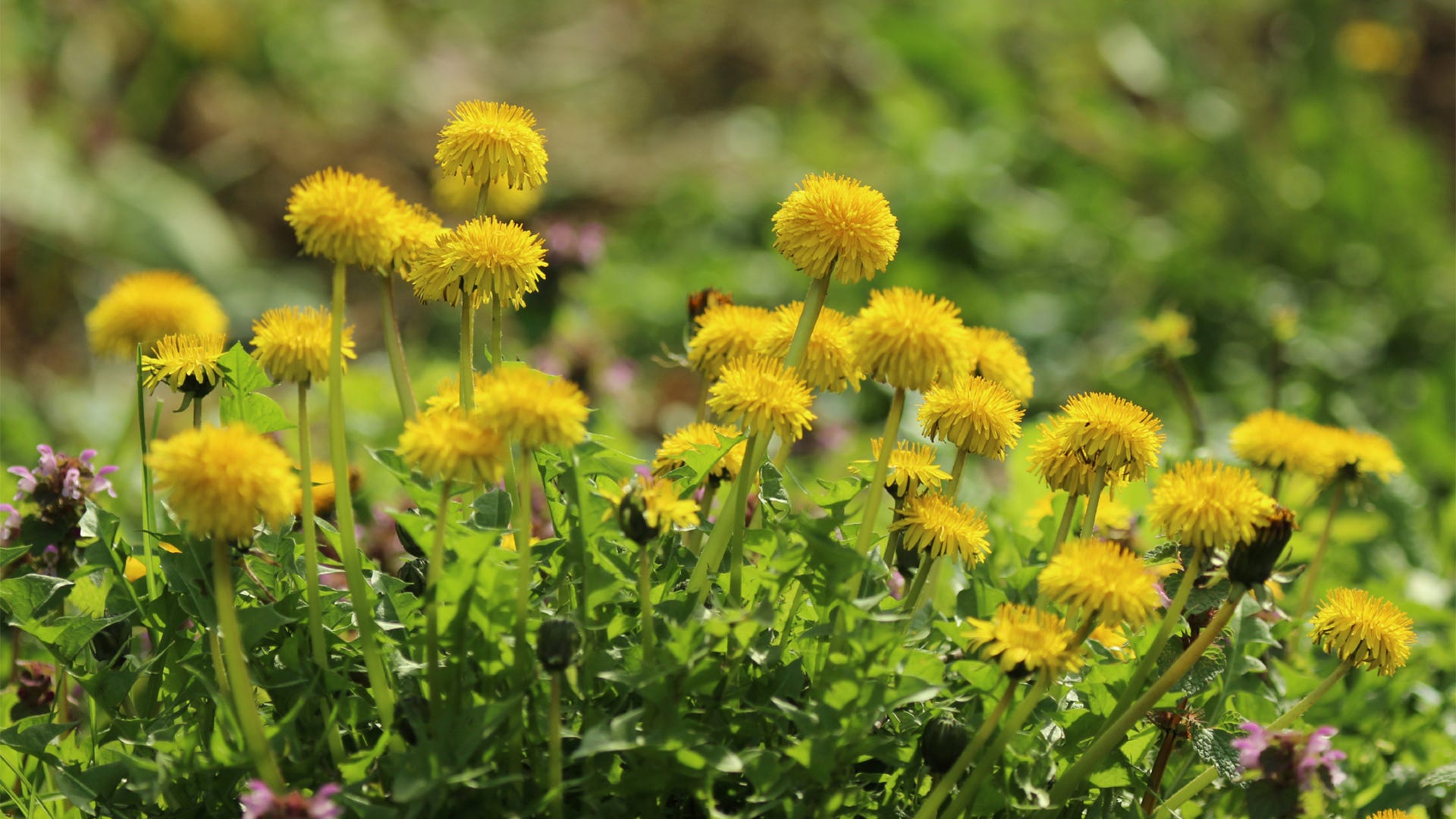 Weeds got your electric fence power down?