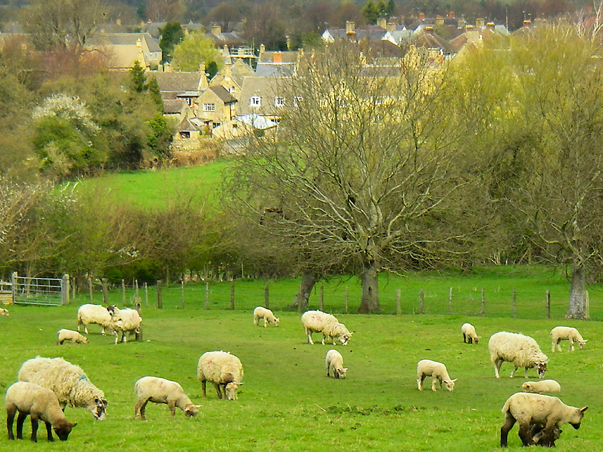 Plan your fence according to the type of livestock that will be contained by it. Sheep, for example, have a thick coat that doesn’t conduct electricity well, so extra precautions are required.