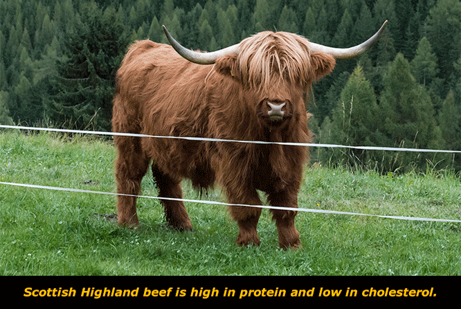 Highland cows and where to find them