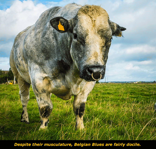 belgian blue cattle muscle