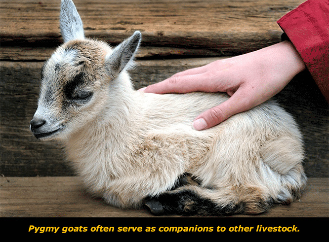 Get to know: The Pygmy Goat