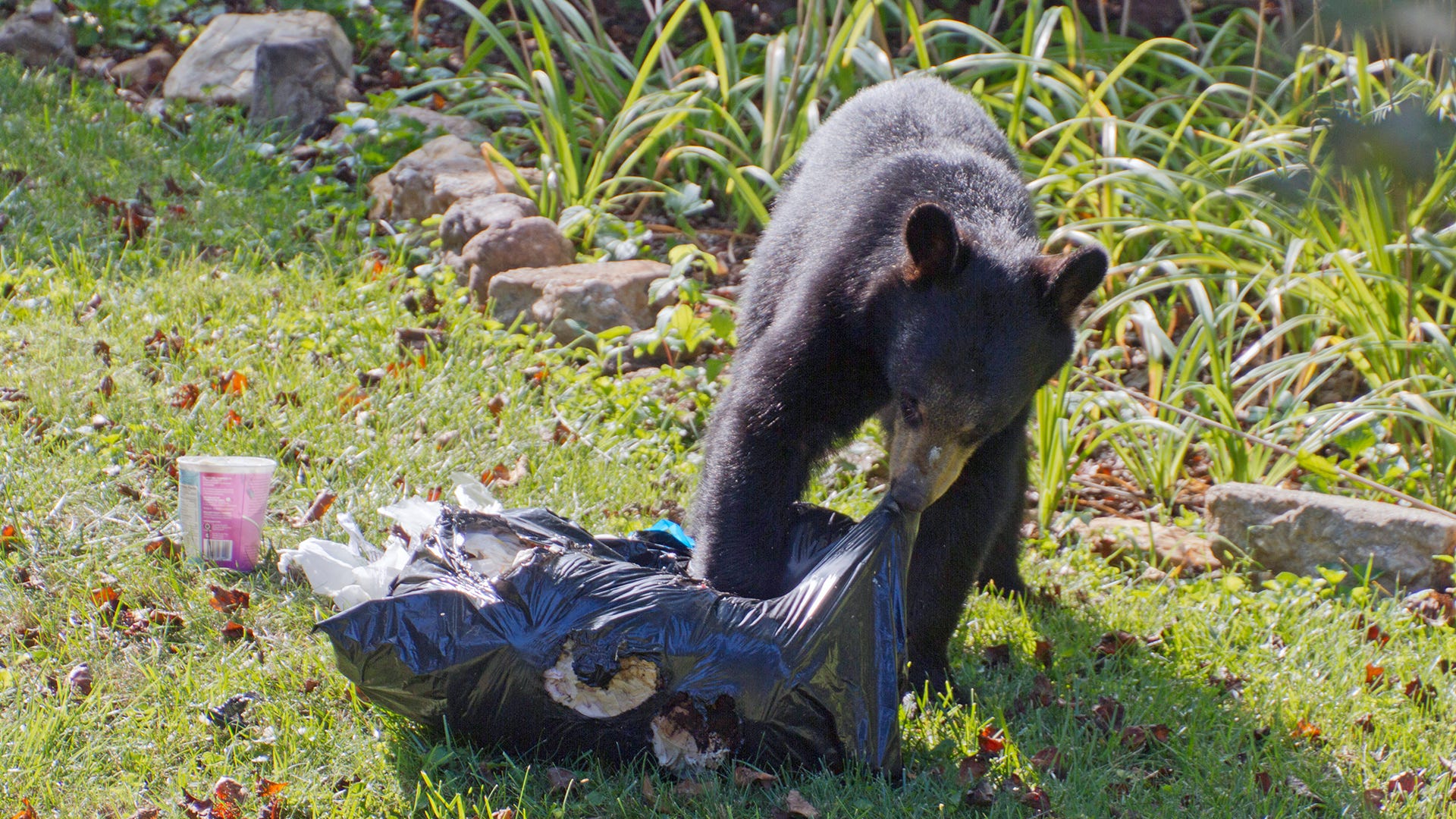 bear with trash