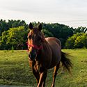 Horse Containment