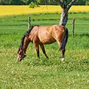 Rotational Grazing