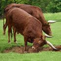 Bulls