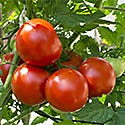 Gardening & Growing