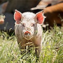 Livestock Pens