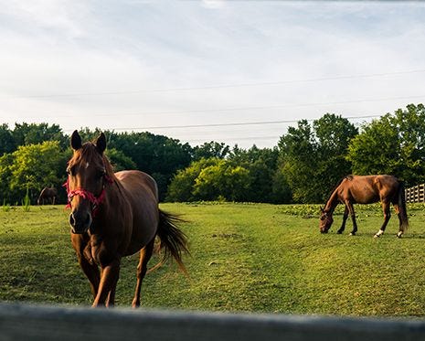 Great for Horses