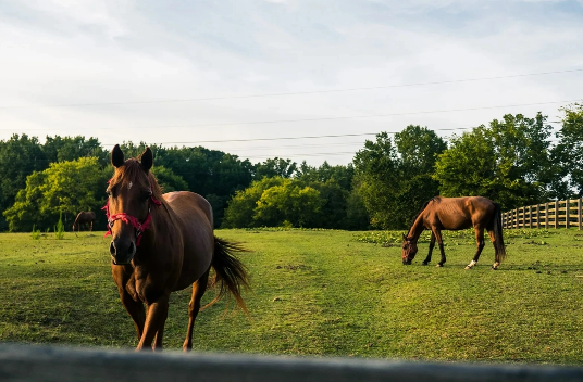 Article - 15 Mistakes You’re Making with Your Electric Horse Fence