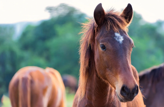 Article - Fence Training: Introducing Horses to Electric Fencing