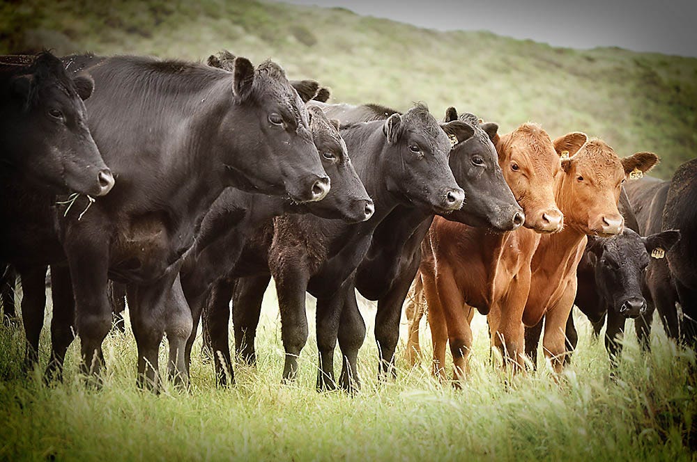 Electric Fence For Cattle  Electric Cattle Fence - Zareba