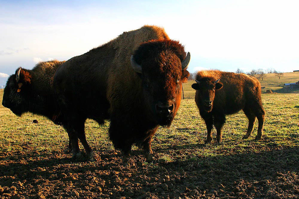 Buffalo fencing