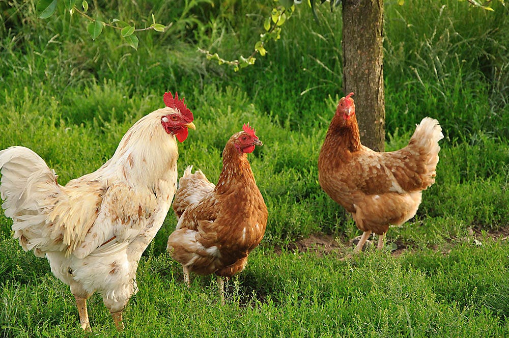 https://www.zarebasystems.com/media/wysiwyg/zs/cms/learning-center/Electric_Fencing_for_chickens.jpg