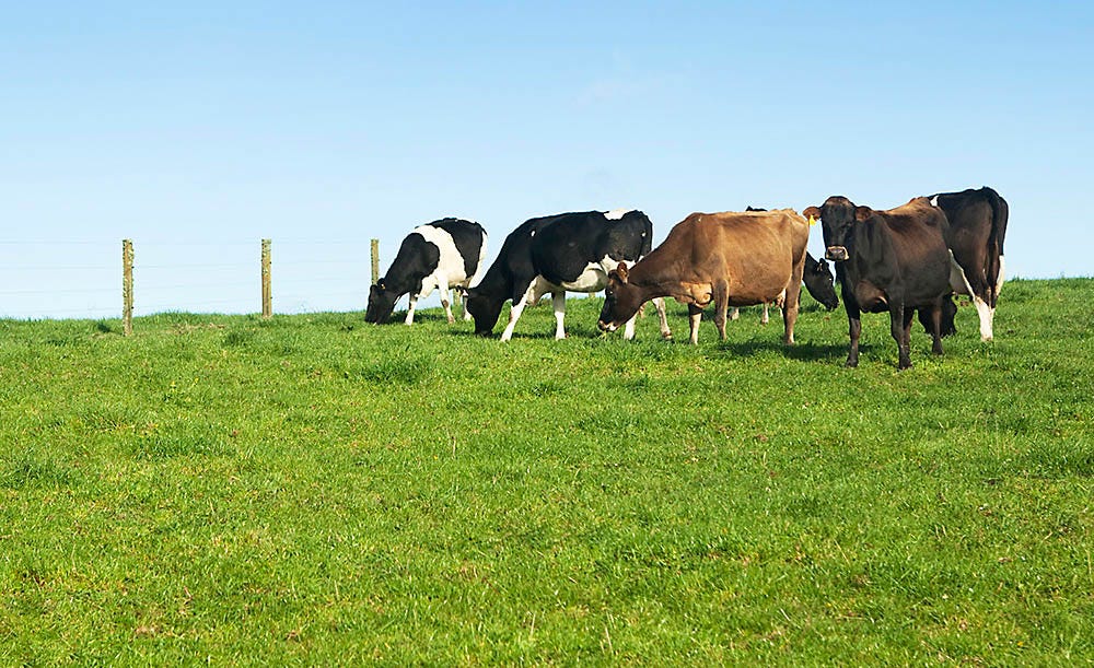 Fencing for dairy cows
