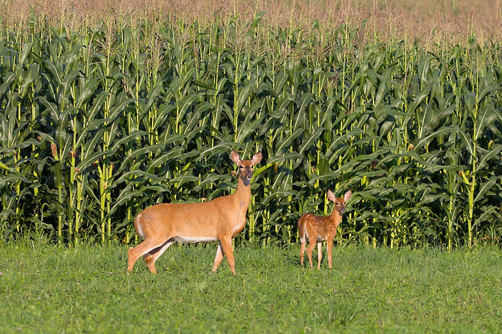 Deer fencing