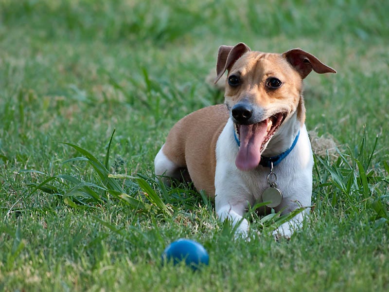 Dog fencing