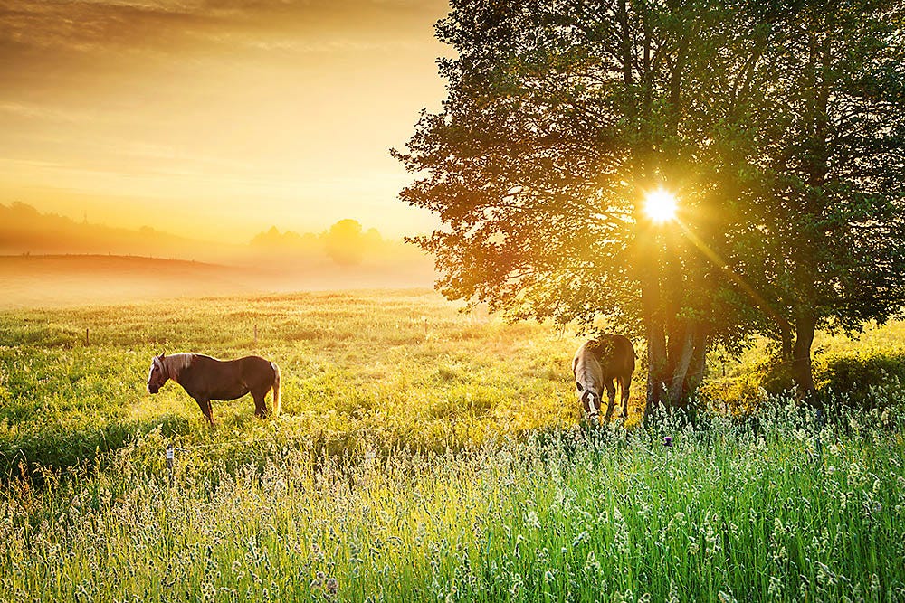 Horse fencing