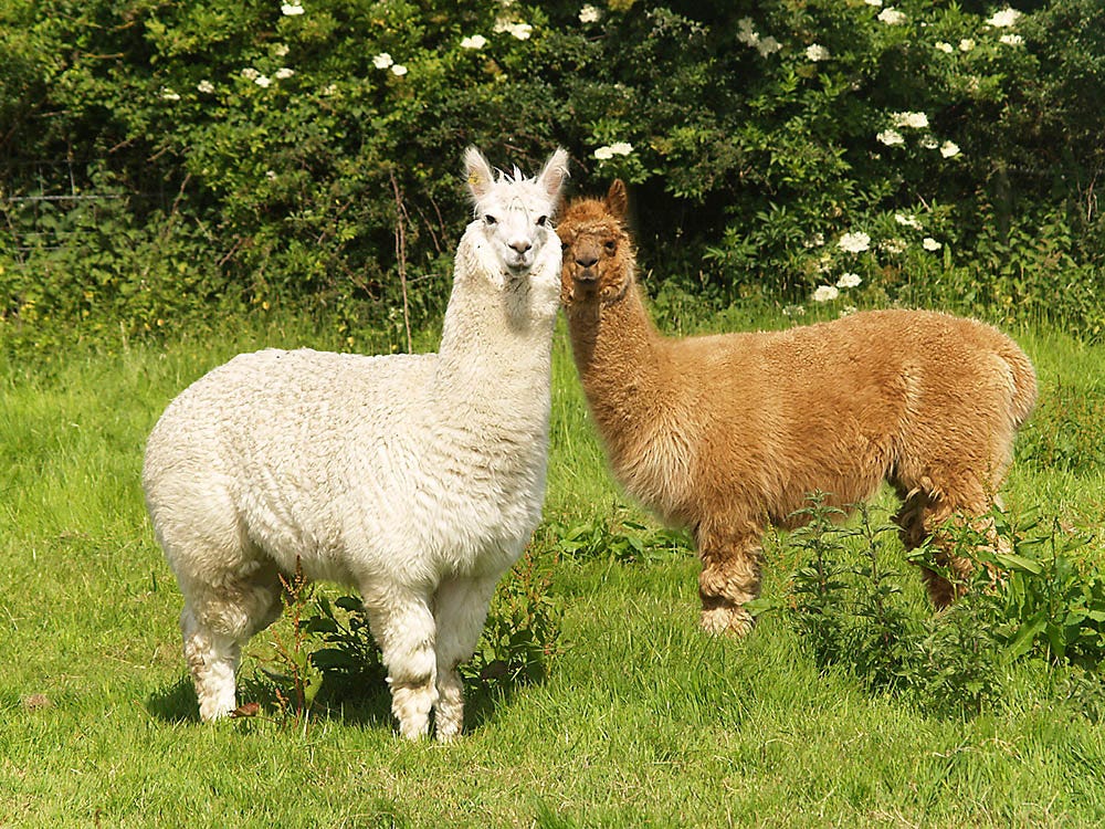 Llama and Alpaca fencing