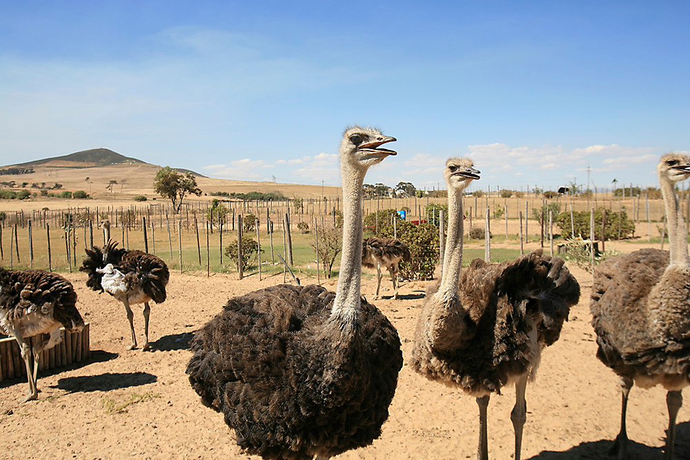 Ostrich fencing