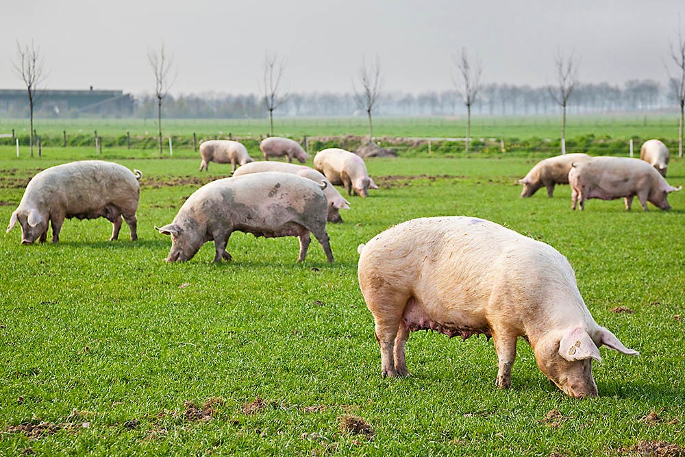 Fencing for hogs