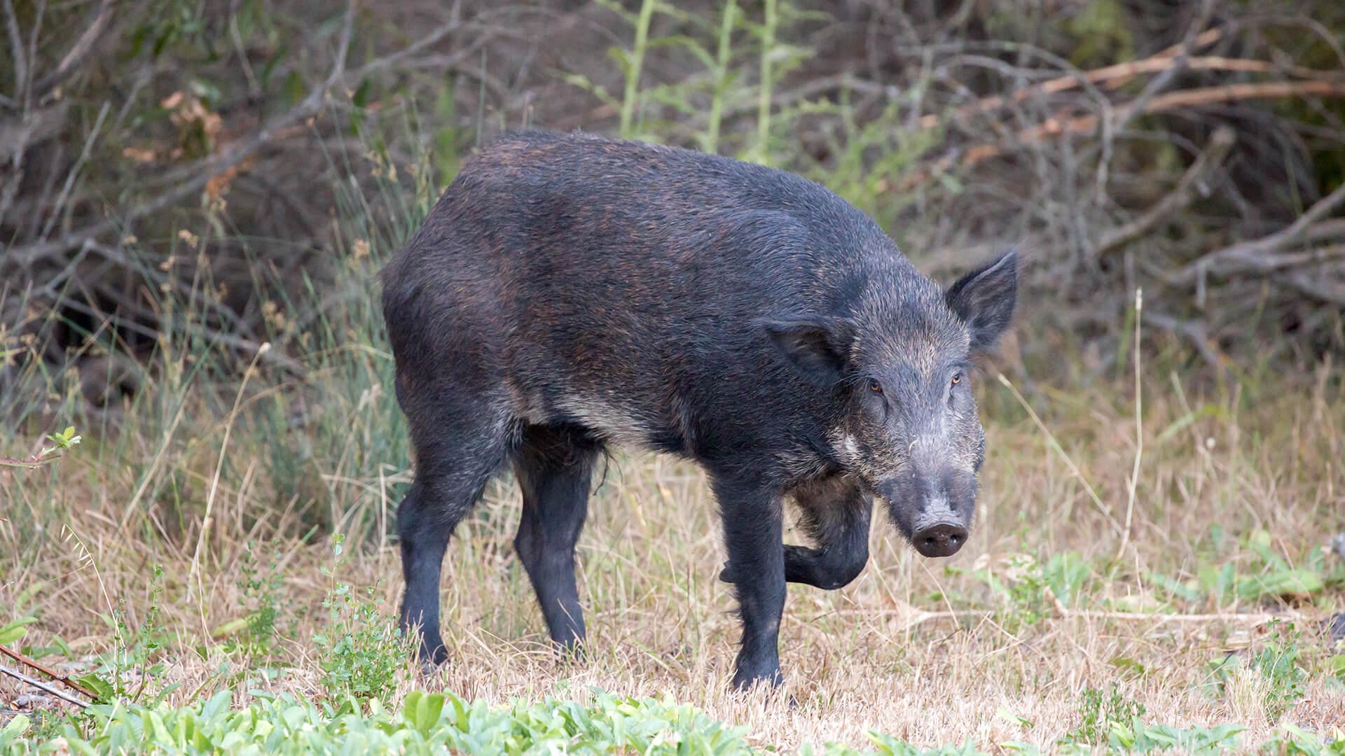 Feral Hogs