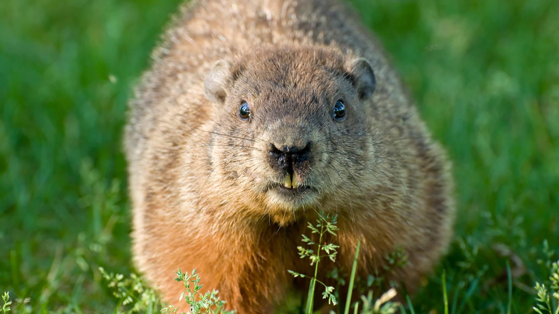 Groundhogs