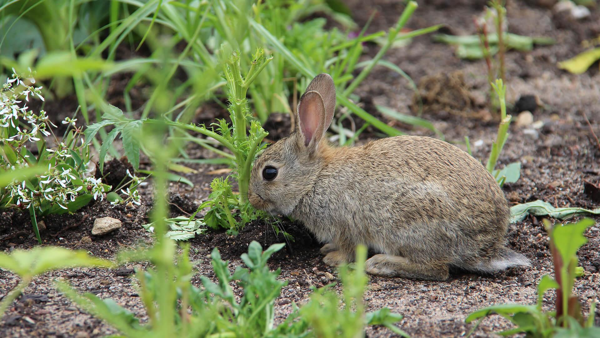 Electric Fencing for Rabbits  Electric Rabbit Fence - Zareba