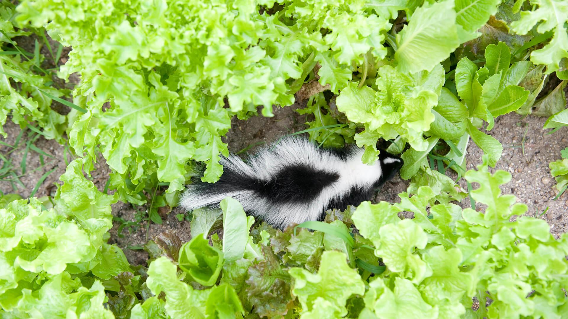 skunks