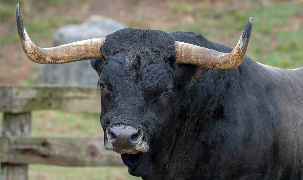 A large, intimidating bull